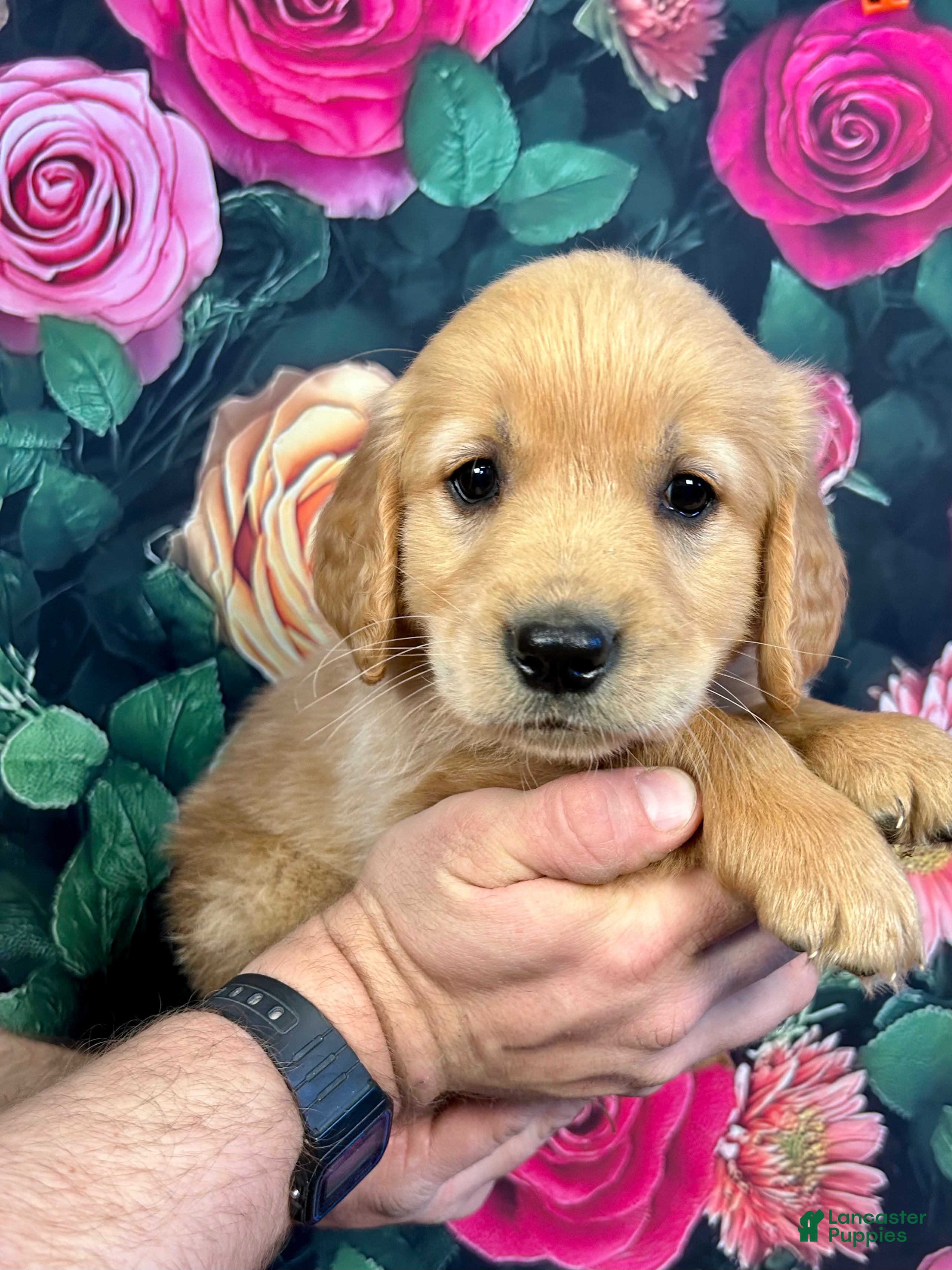 Golden Retriever dogs Rascal  - Ad 1