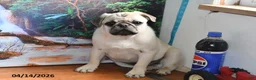 Pug dogs for sale: Donald - Ad 5