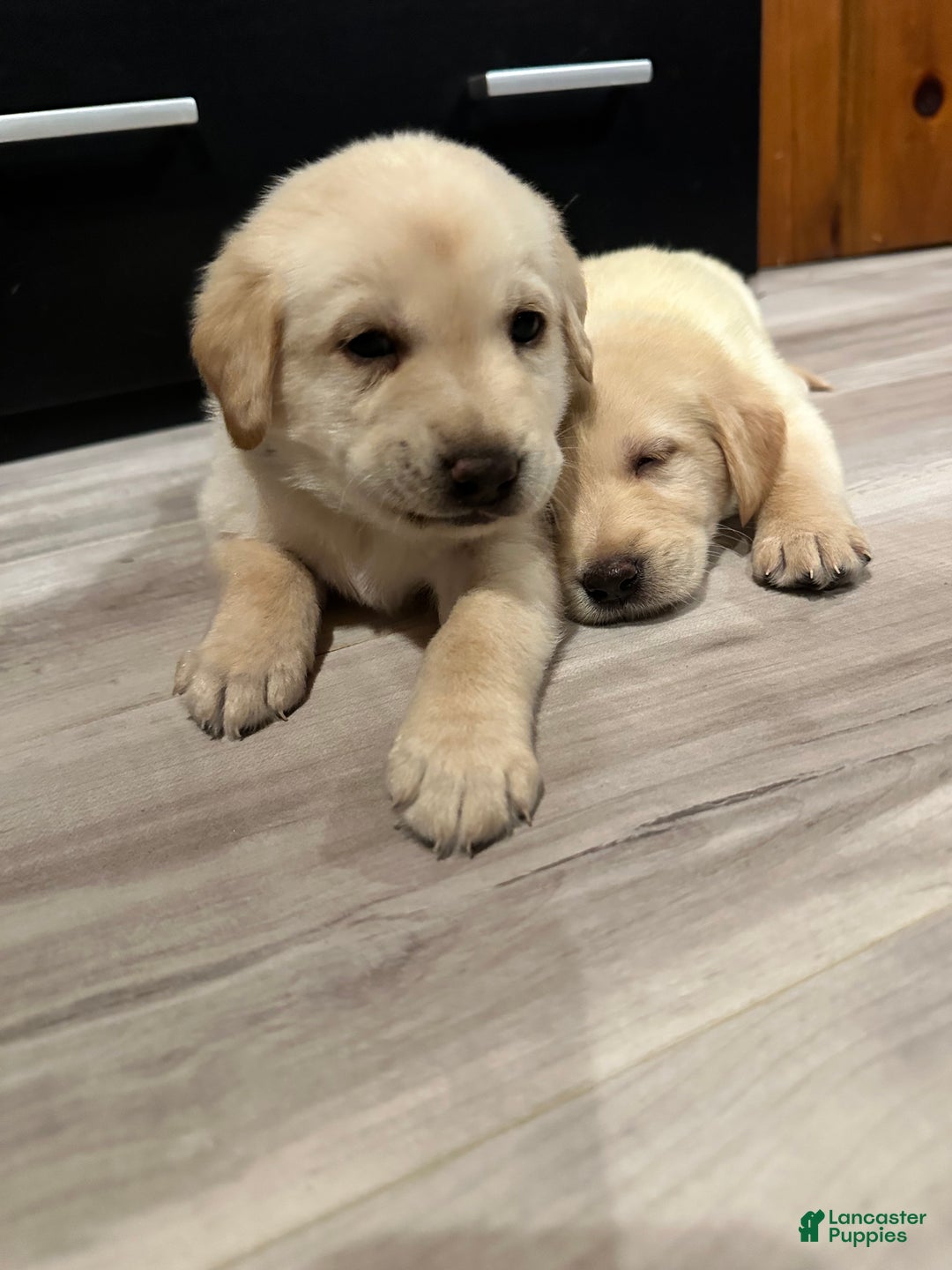 Mixed Breed dogs for sale: Mario  - Ad 3