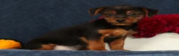 Yorkshire Terrier dogs for sale: Quest - Ad 4