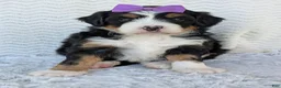 Mini Bernedoodle dogs for sale: Mini Bobbin  - Ad 14
