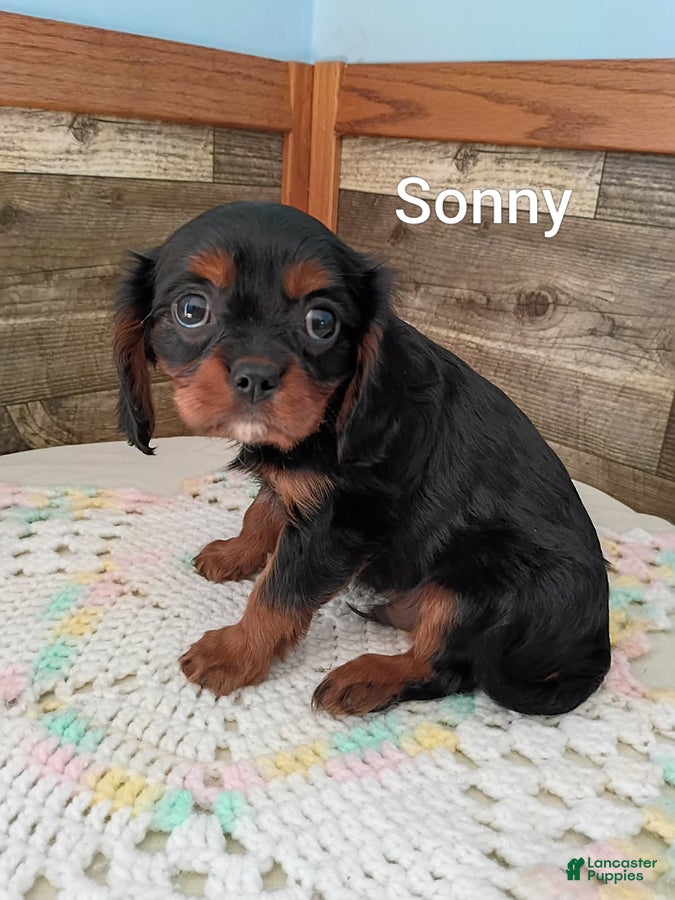Cavalier King Charles Spaniel dogs Sonny - Ad 2