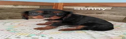 Cavalier King Charles Spaniel dogs for sale: Sonny - Ad 2