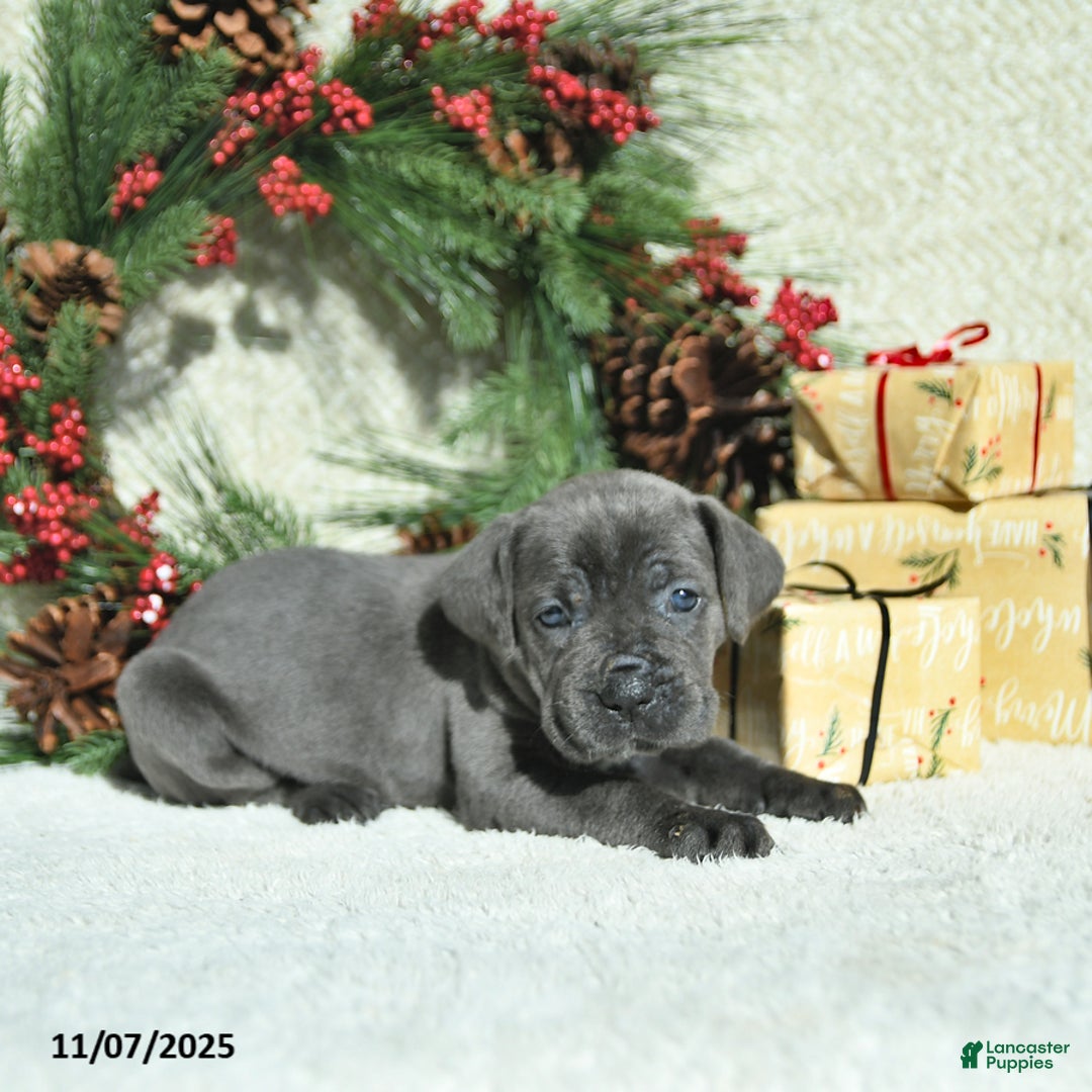 Cane Corso dogs for sale: Joy - Ad 14
