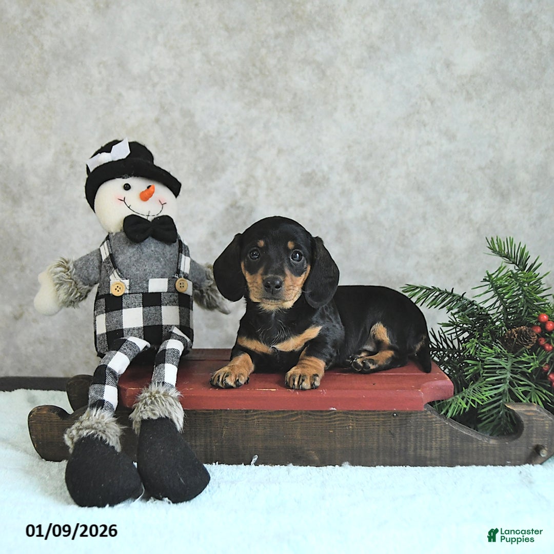 Miniature Dachshund dogs for sale: Lilly - Ad 4