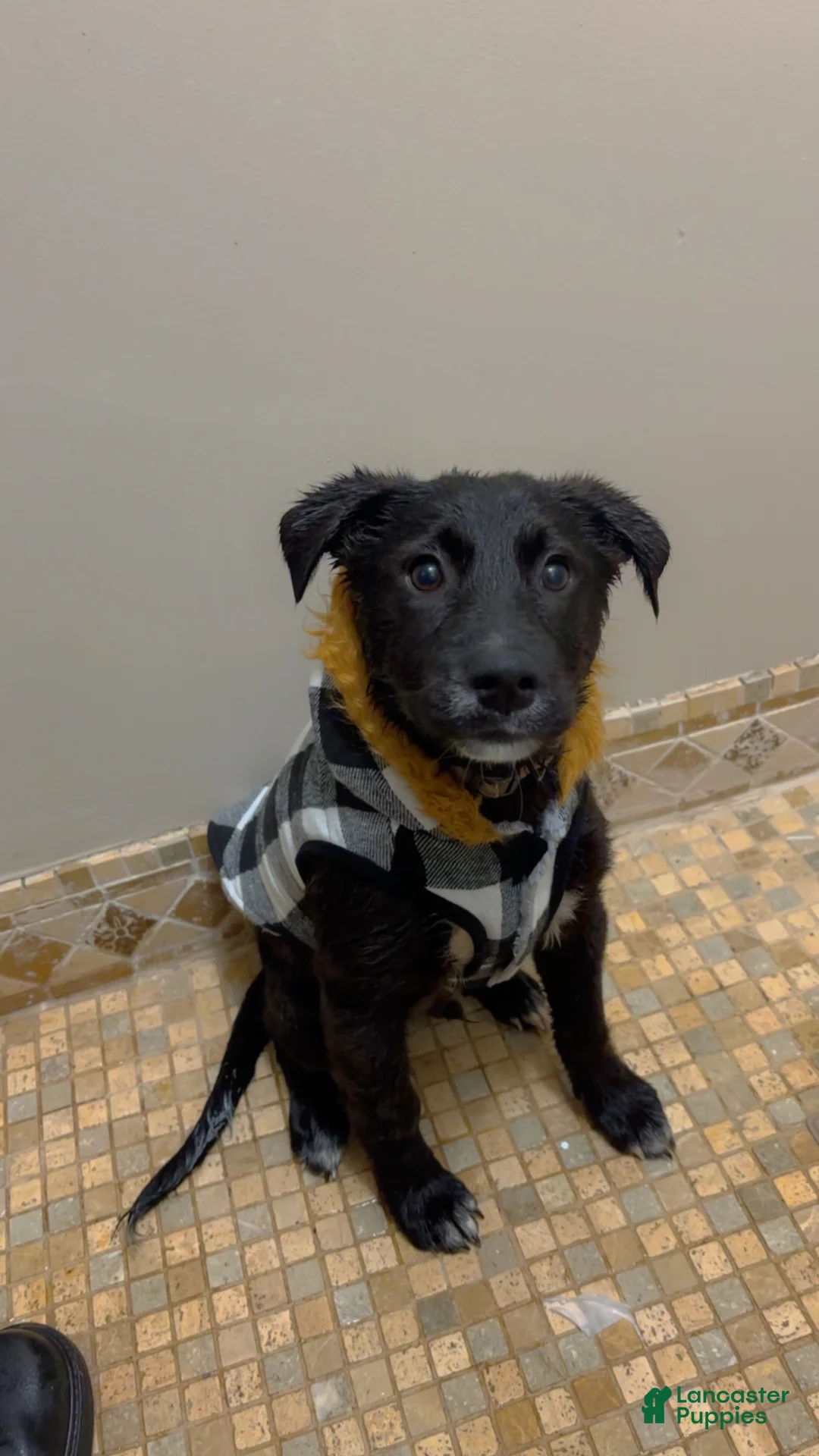 Labrador Retriever dogs for sale: Labrador Retriever Puppy 1 - Ad 2