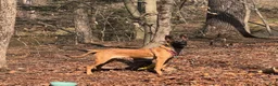 Belgian Malinois dogs for sale: Belgian Malinois- 7 months old  - Ad 2