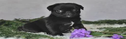 Pug dogs for sale: Jodi - Ad 3