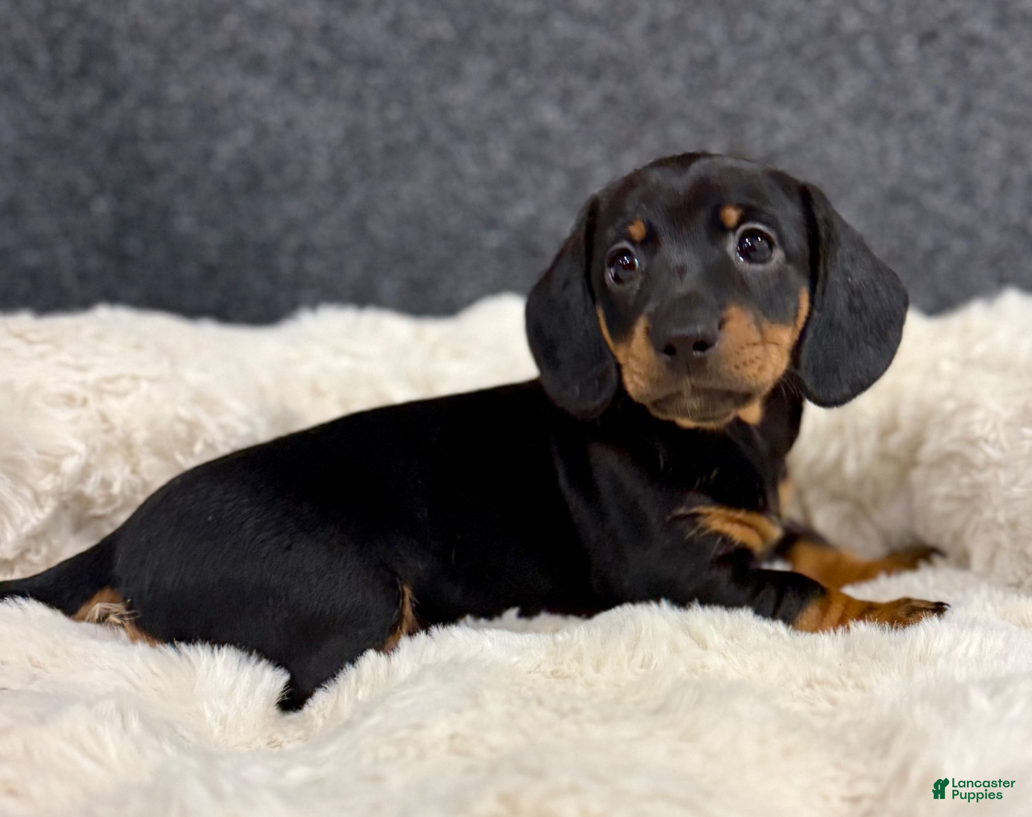 Miniature Dachshund dogs for sale: Milly - Ad 10