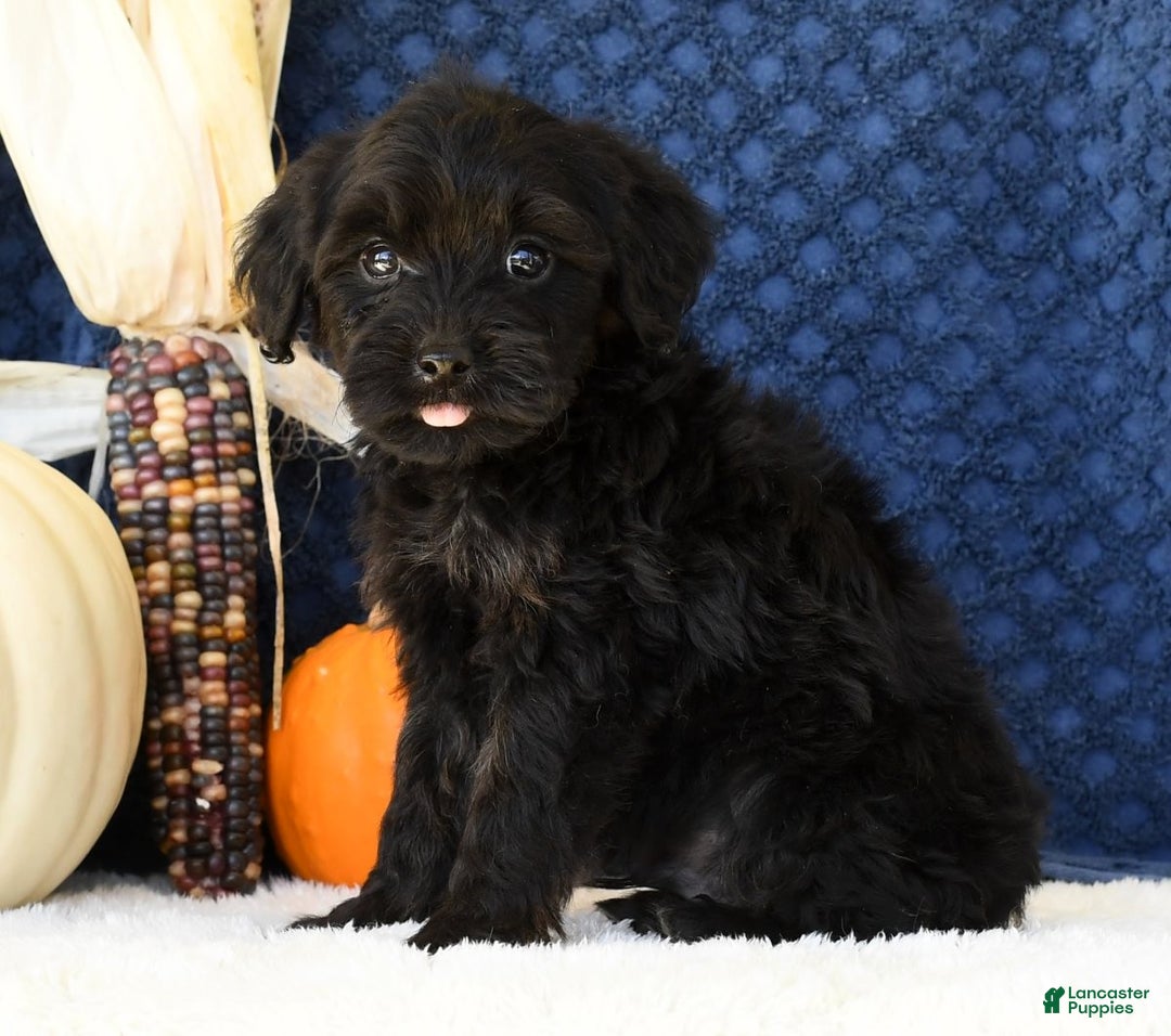 Yorkiepoo dogs for sale: Randy - Ad 9