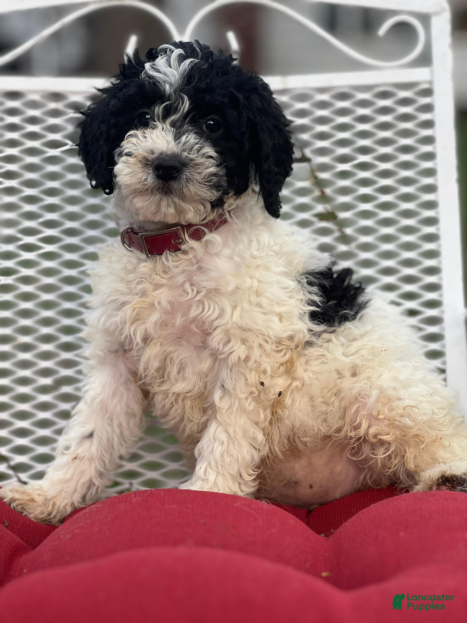 Mini Goldendoodle dogs Millie - Ad 11