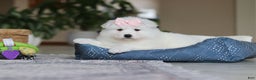 Samoyed dogs for sale: June - Ad 6