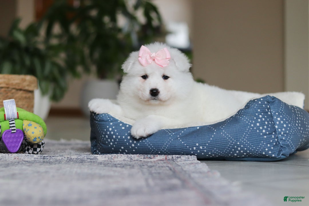 Samoyed dogs for sale: June - Ad 6