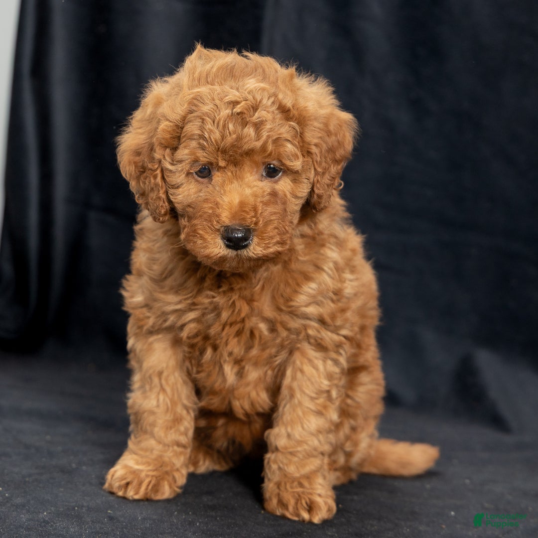 Mini Goldendoodle dogs for sale: Nelly - Ad 2