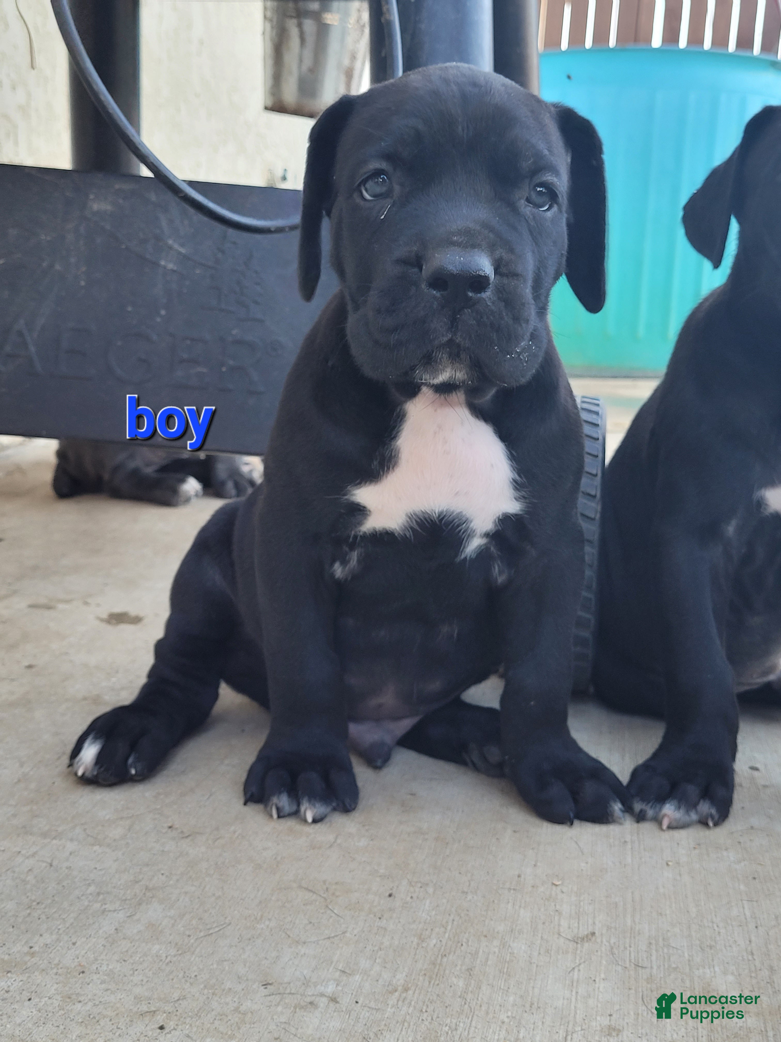 Cane Corso dogs Orion - Ad 2