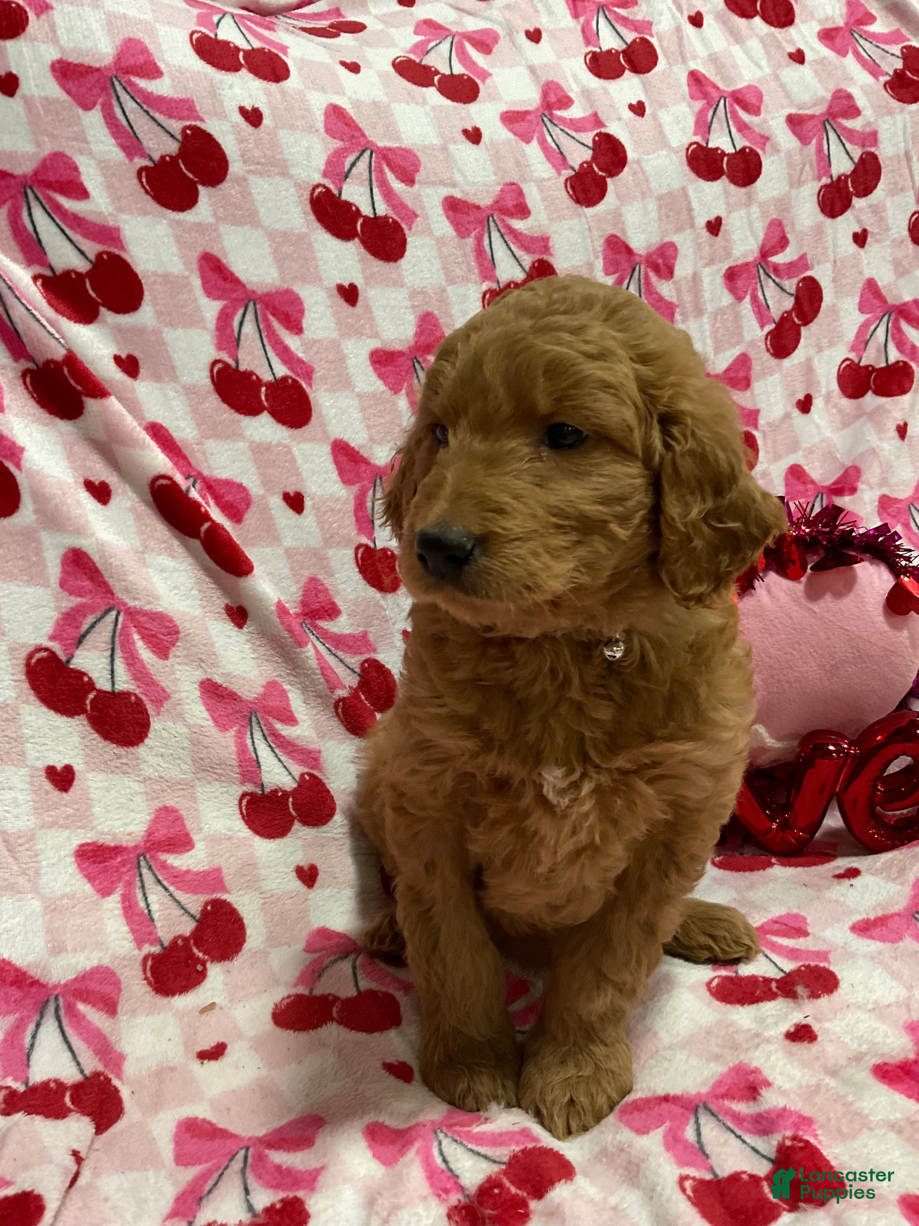 Goldendoodle dogs Cooper - Ad 11