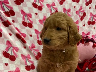 Goldendoodle dogs Cooper - Ad 42