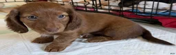 Dachshund dogs for sale: Dolly - Ad 2