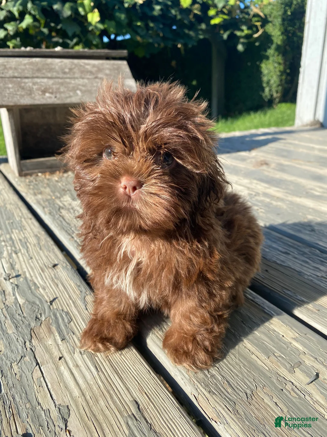 Shih Tzu dogs for sale: Tucker - Ad 2