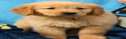 Golden Retriever dogs for sale: Jade - Ad 7