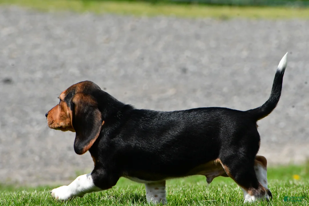 Beagle dogs for sale: Marley - Ad 9