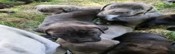 Cane Corso dogs for sale: Cane Corso 5 - Ad 2
