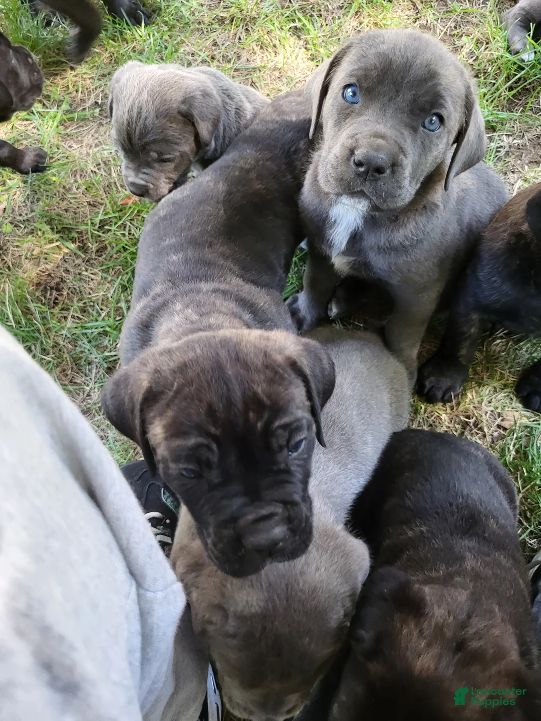 Cane Corso dogs for sale: Cane Corso 5 - Ad 2