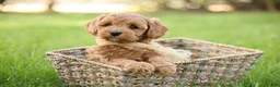 Goldendoodle dogs for sale: Ladybug - Ad 4