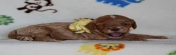 Cavapoo dogs for sale: Julie - Ad 4