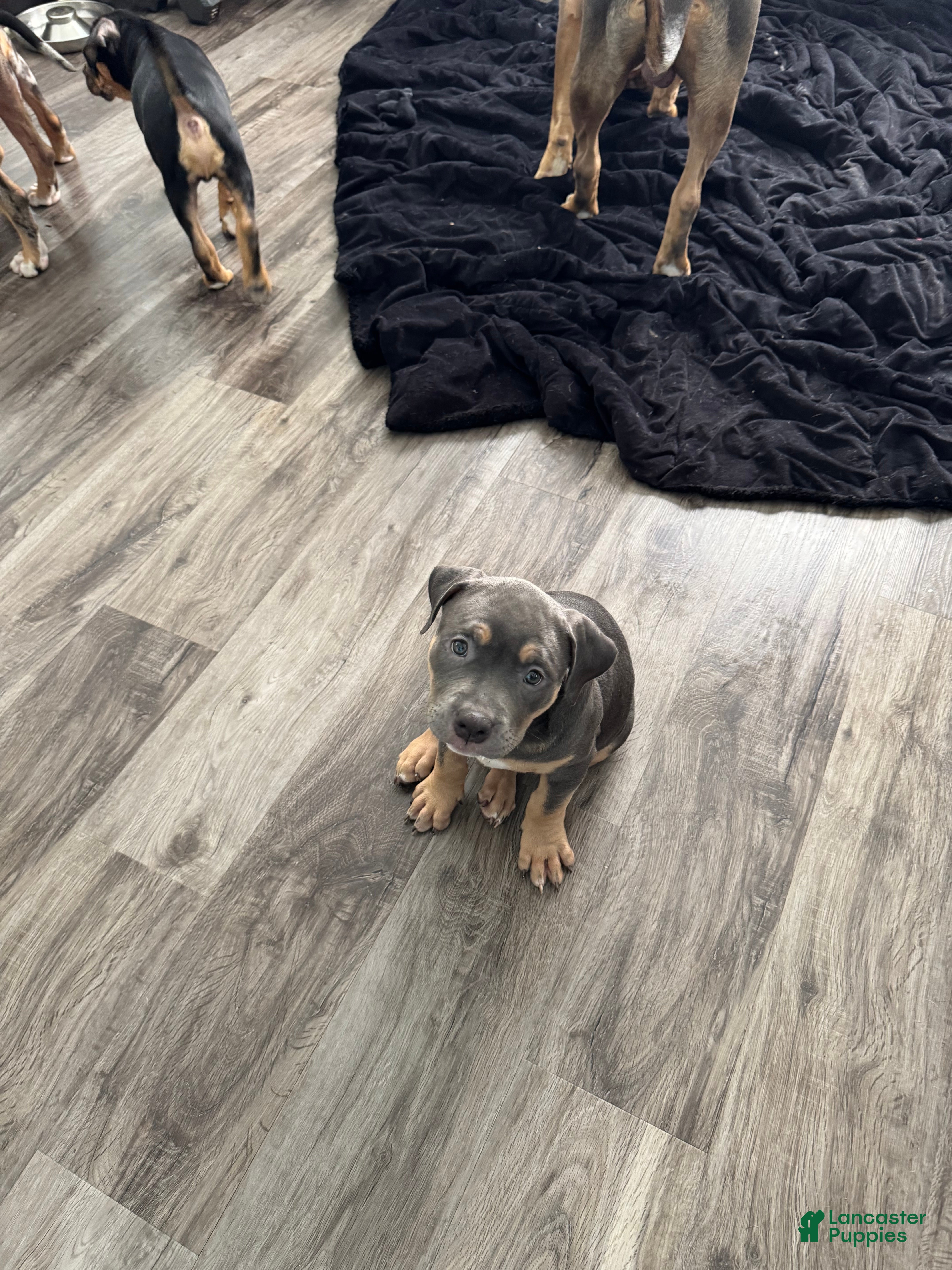American Bully dogs American Bully 6 - Ad 34