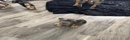 American Bully dogs for sale: American Bully 6 - Ad 1