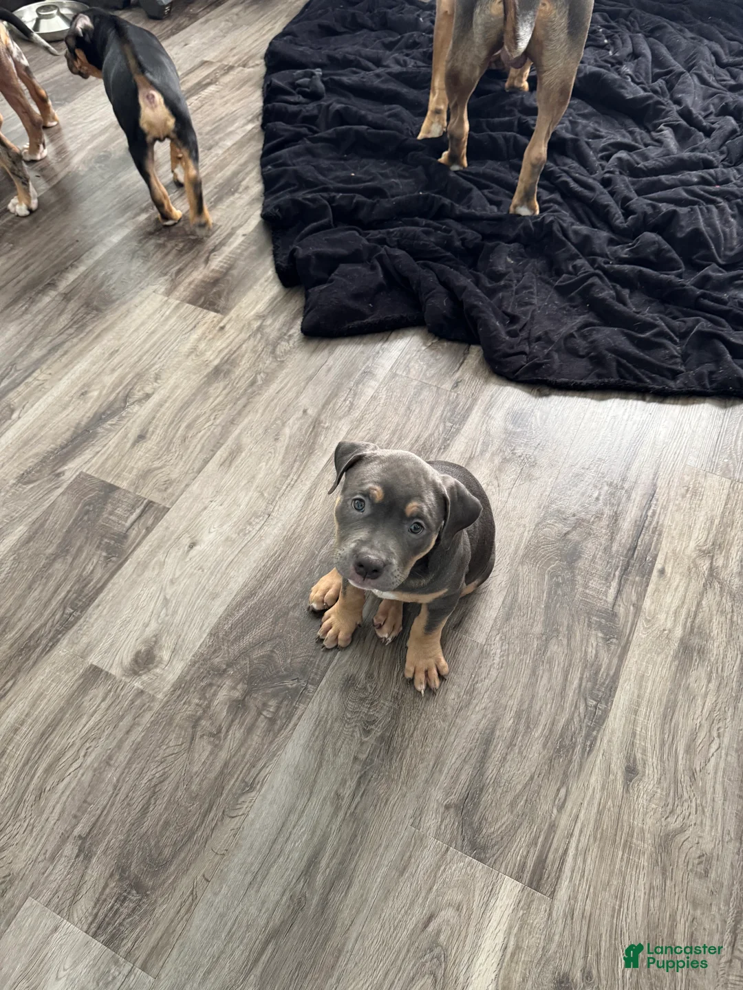 American Bully dogs for sale: American Bully 6 - Ad 1
