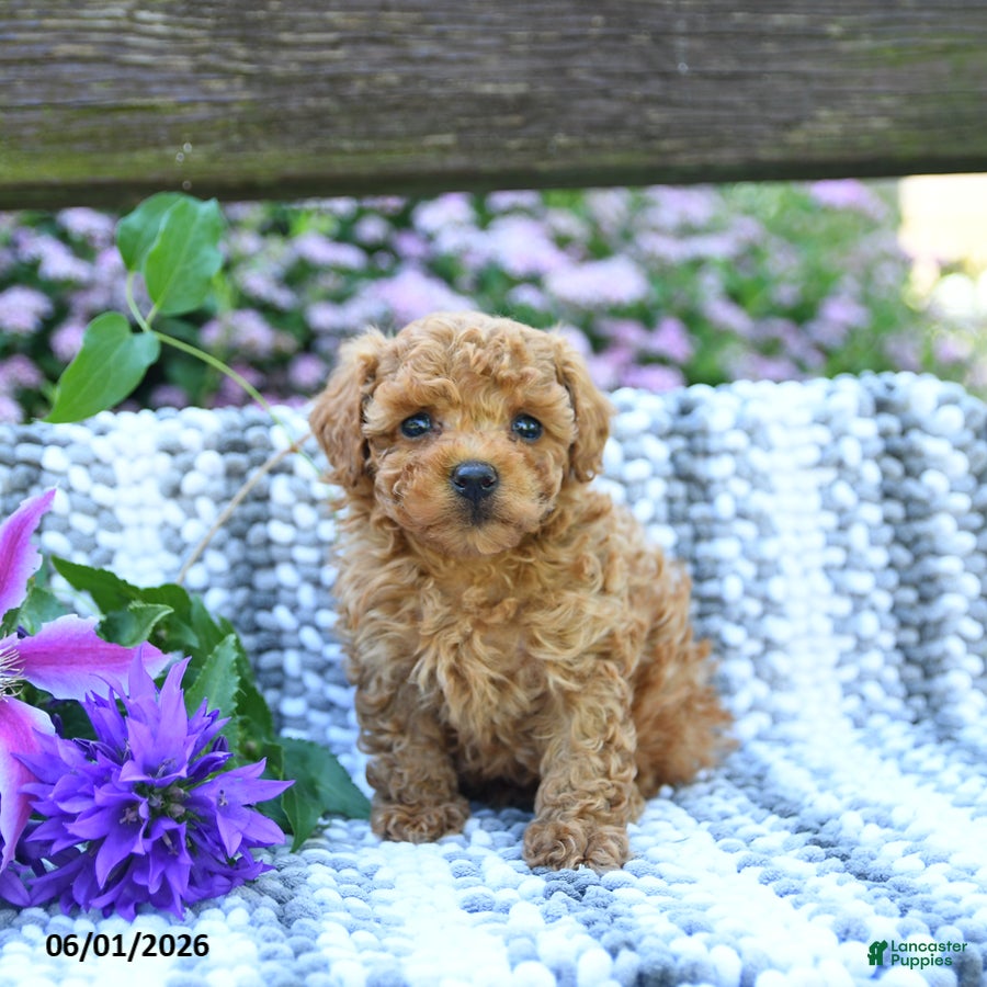 Miniature Poodle dogs for sale: Cash - Ad 1