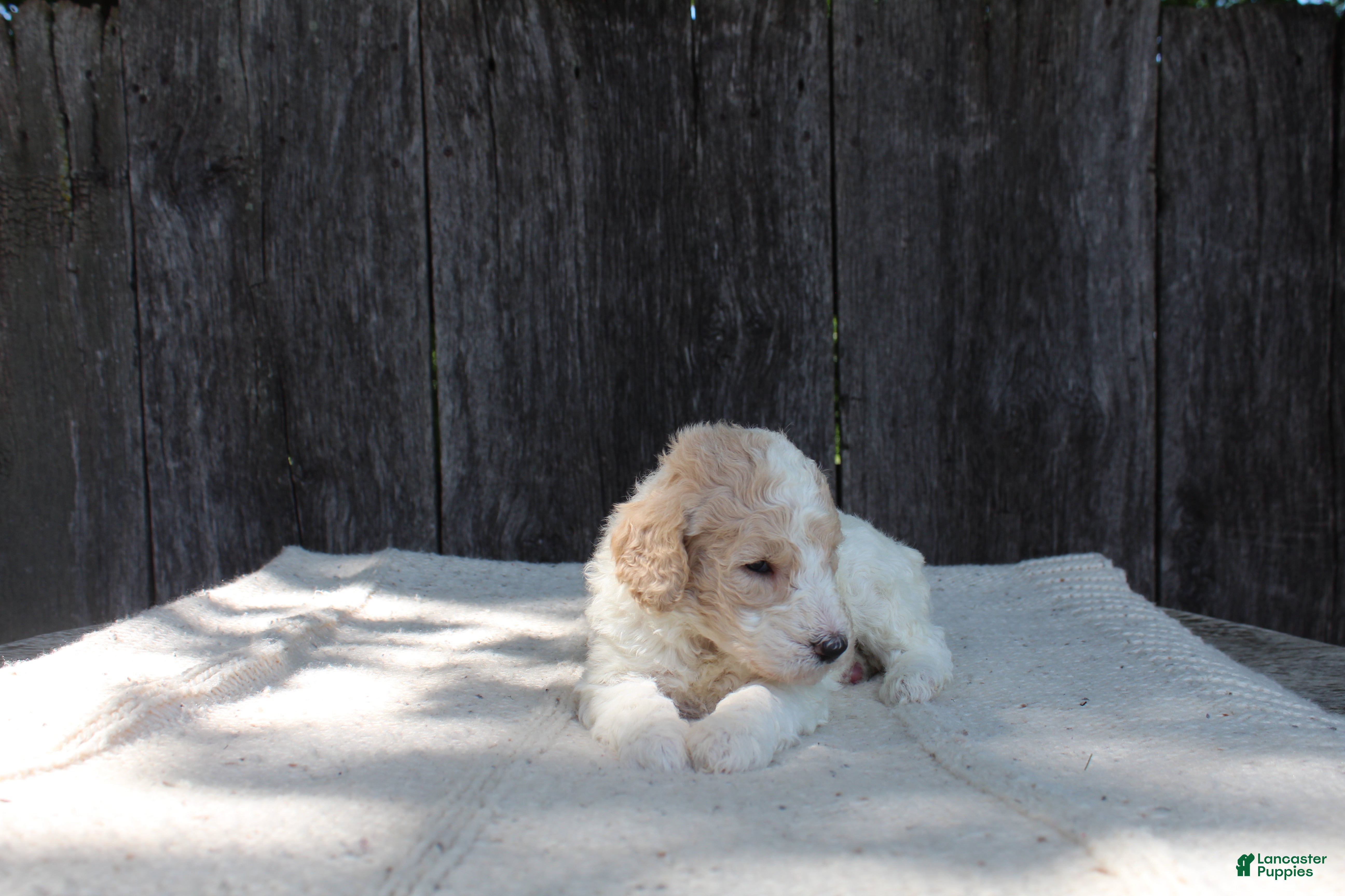 Standard Poodle dogs for sale: Willow AKC standard poodle - Ad 6