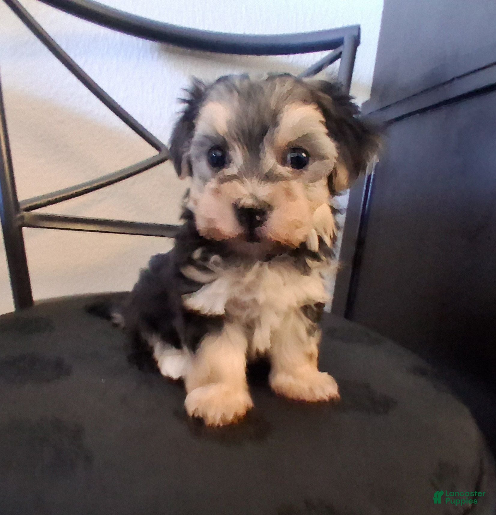 Mixed Breed dogs Piper, morkiepoo  - Ad 25