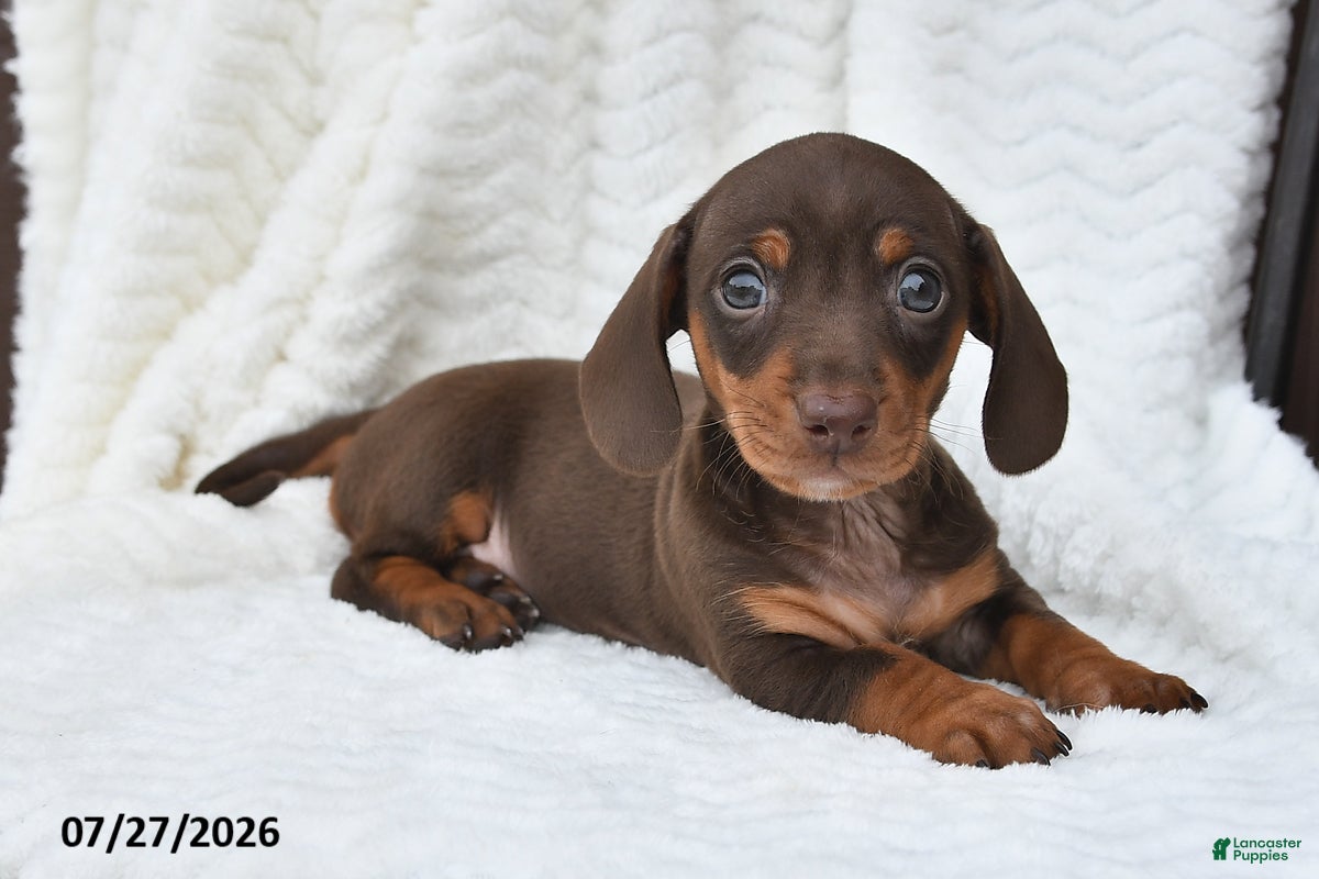 Miniature Dachshund dogs Darla - Ad 1
