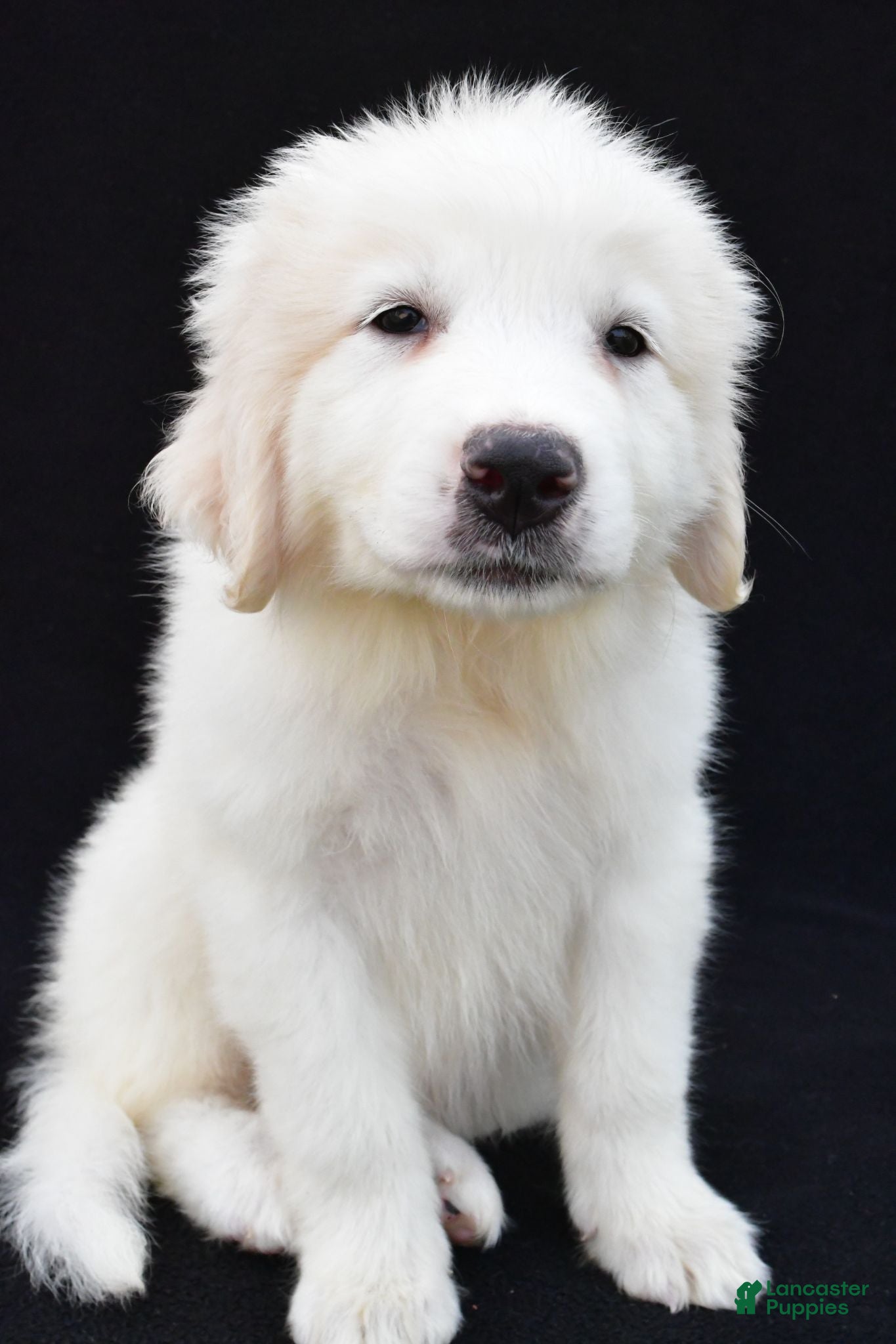 Great Pyrenees dogs Mary - Ad 2