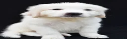 Great Pyrenees dogs for sale: Mary - Ad 2