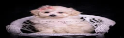 Maltipoo dogs for sale: Teeny Mimi - Ad 6