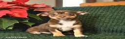 Chihuahua dogs for sale: Ivy  - Ad 1