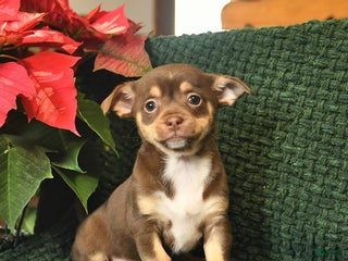 Chihuahua dogs Ivy - Ad 39