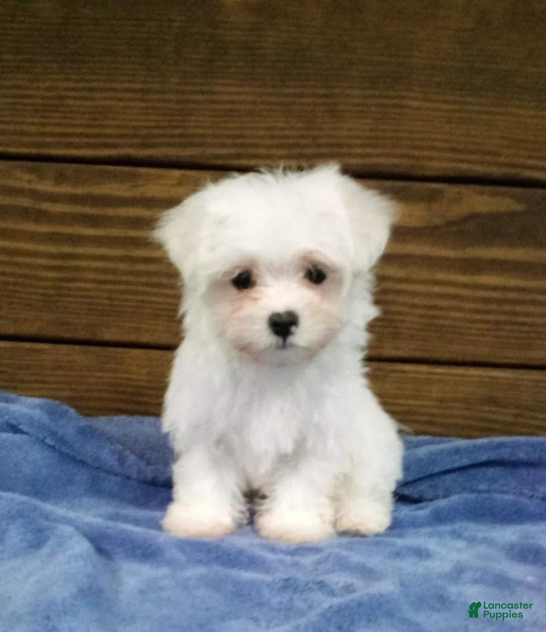 Maltese dogs for sale: Teddy - Ad 3