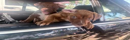 Mixed Breed dogs for sale: Mixed Breed 1 - Ad 3