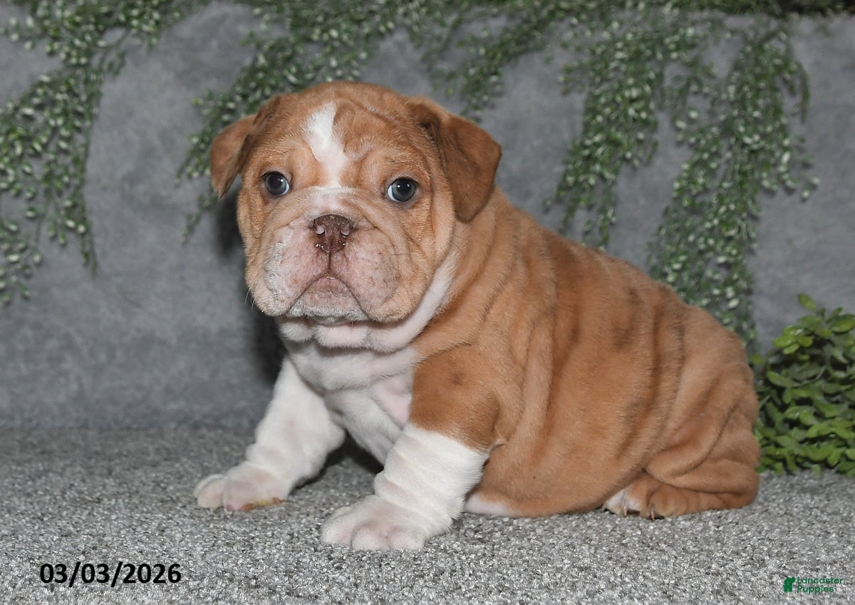 English Bulldog dogs Alisha - Ad 1