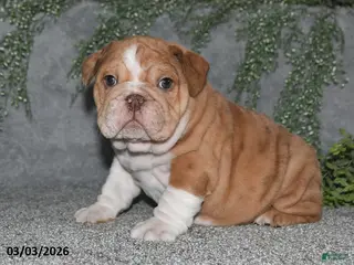 English Bulldog dogs for sale: Alisha - Ad 4