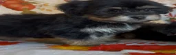 Shorkie dogs for sale: Shorkie 1 - Ad 5