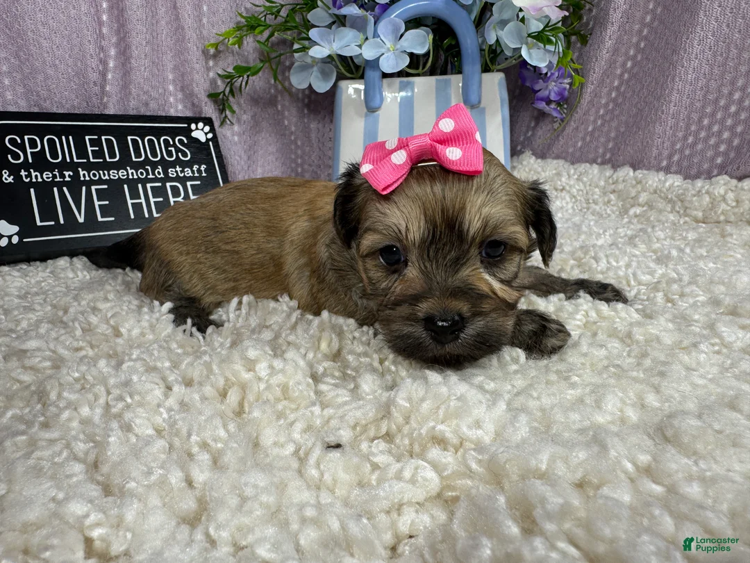 Havanese dogs for sale: Havanese 5 - Ad 2