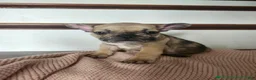 French Bulldog dogs for sale: Dagger - Ad 5