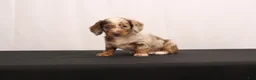 Dachshund dogs for sale: Snowy - Ad 3