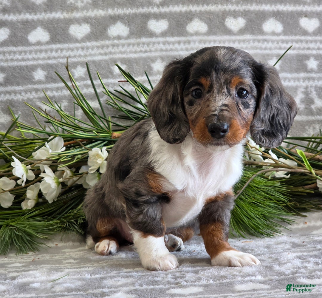 Miniature Dachshund dogs for sale: Daisy - Ad 7